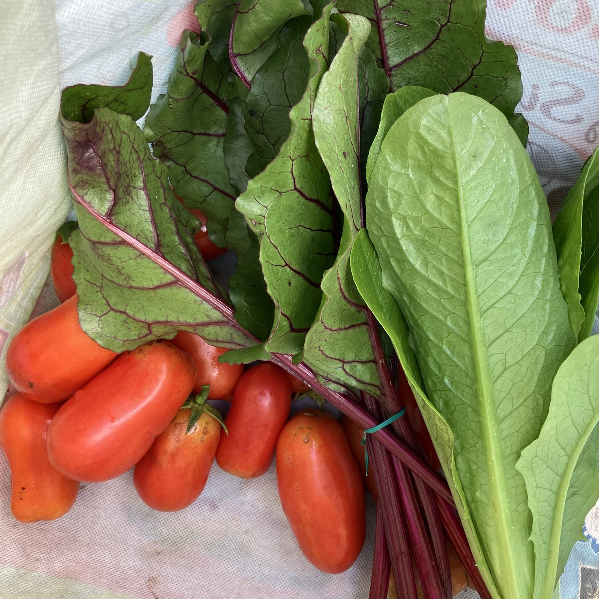 infinileafgrow's tweet photo. this morning's harvest for the kitchen 🥗 https://t.co/dQhncp7rbb
