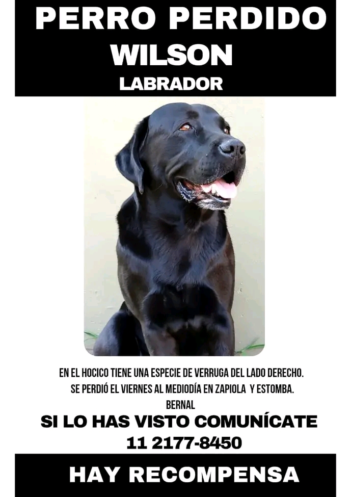 Si alguien está reteniendo a WILSON, COMUNICARSE POR FAVOR!!!💞 SU FAMILIA LO ESTÁ BUSCANDO!!!🙏🥹💓 Desde ya, muchas gracias!!!🐶🤗❤️#Quilmes #Bernal #PerroPerdido