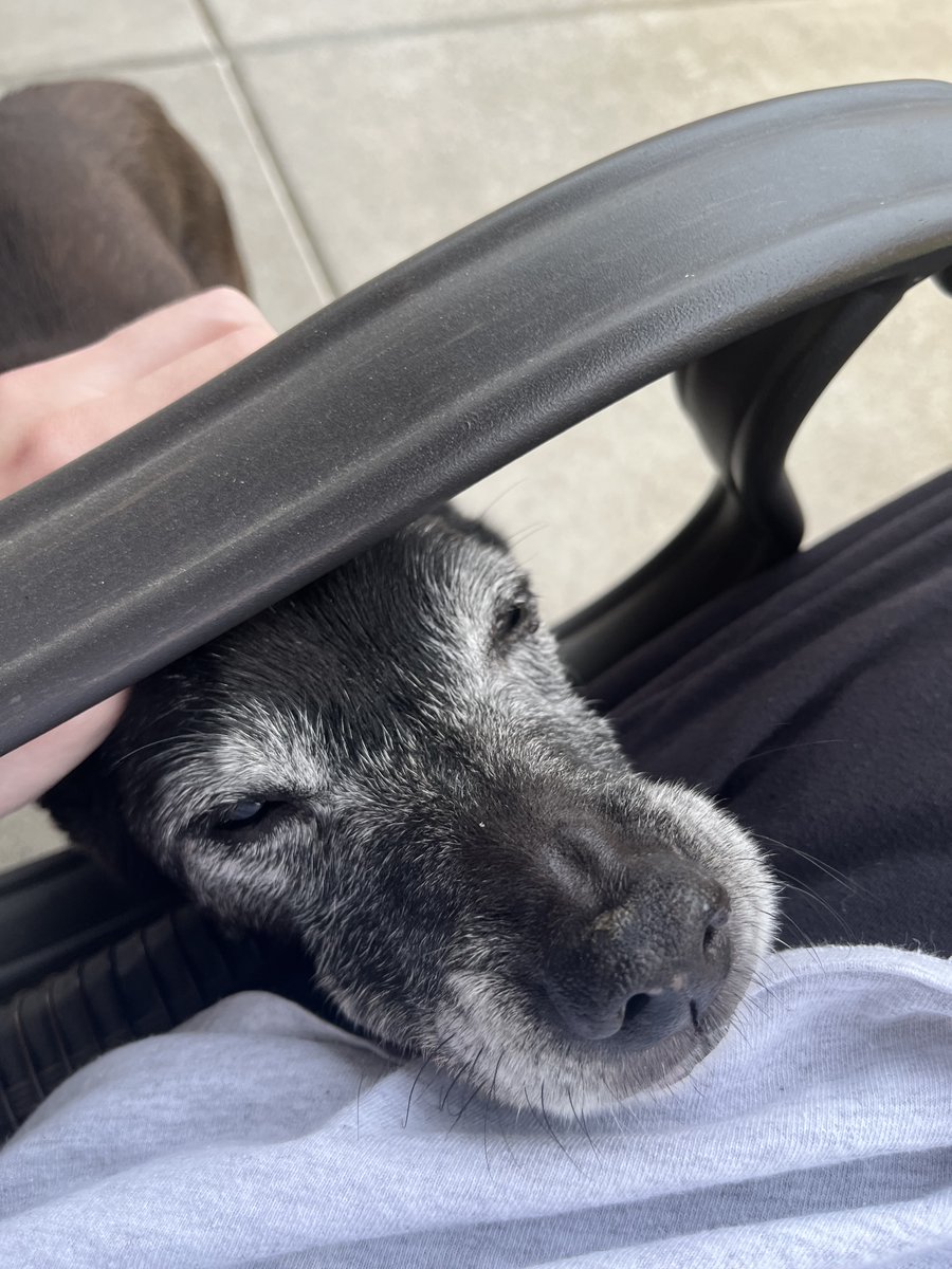 Coon-Doggie tweet media