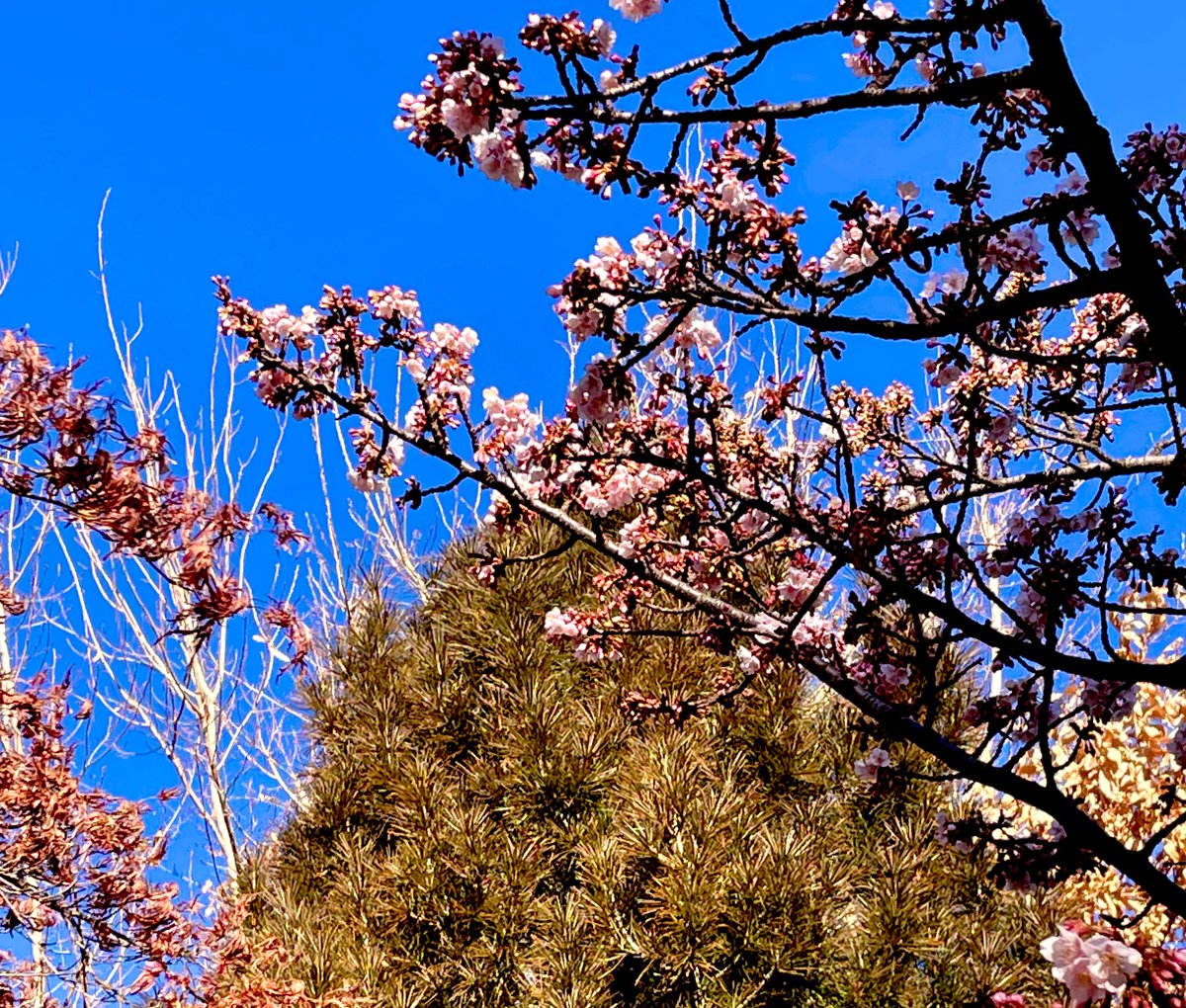 おはようございます😊
暖かな朝です☀️
花粉が心配になります🥲春を感じるこの季節、外に出て活動したいんだけどなぁ🥺