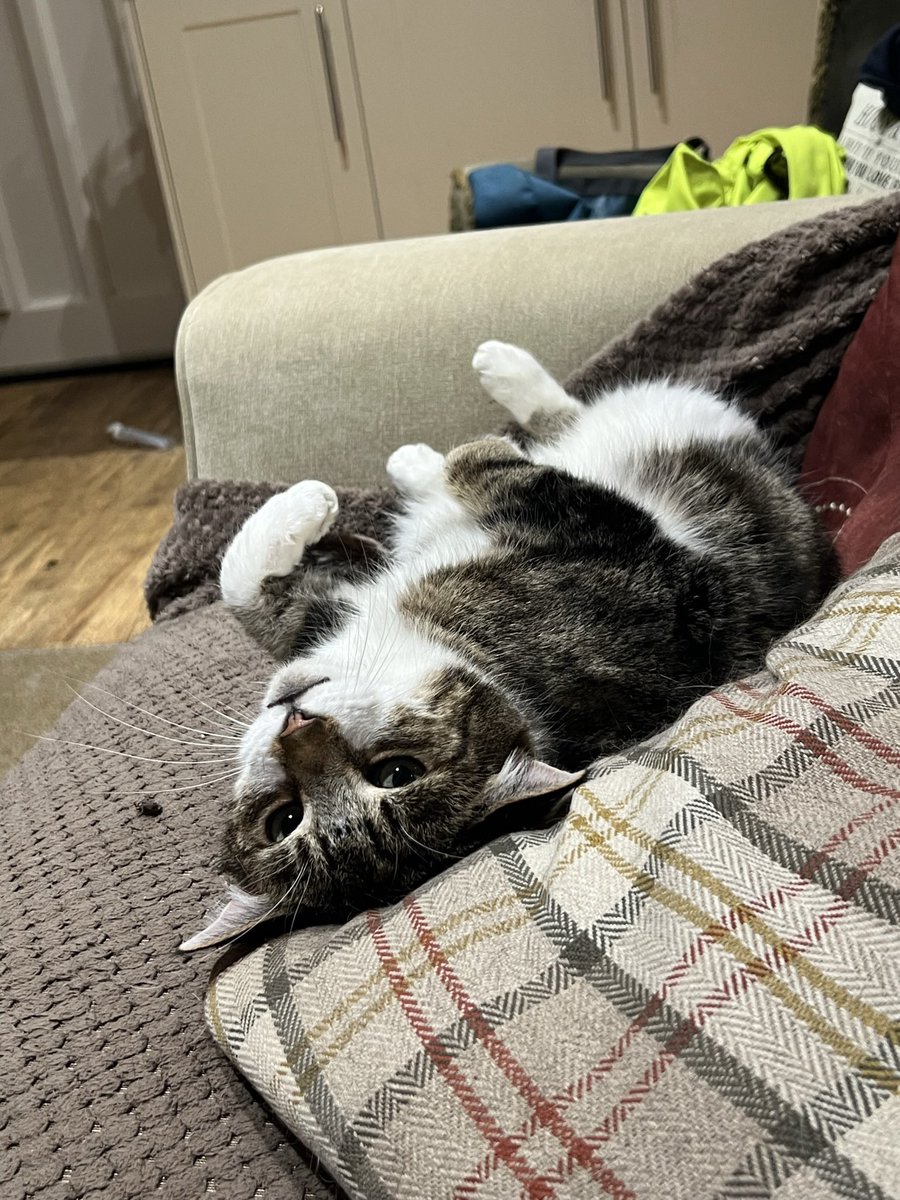 CharlesAnyan's tweet photo. Evening all. #Phyll and Merlin would like to wish you all a very happy #Caturday ๐บ https://t.co/LLZq2eAF1S