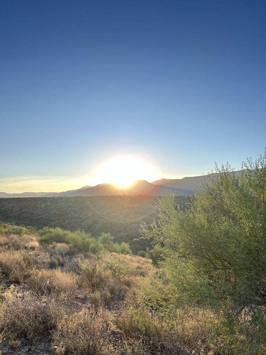 shane_zerbe's tweet photo. Good morning from #Tucson @HardyRadio @toucherandhardy many, many 🐝 🐝🐝🐝and 🐦🐦🐦 out this morning. https://t.co/HyfiljmCRU