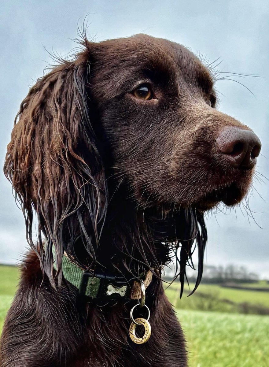 Nice walk without the rain .. makes a change to not have a sopping wet dog . #devon #countryside