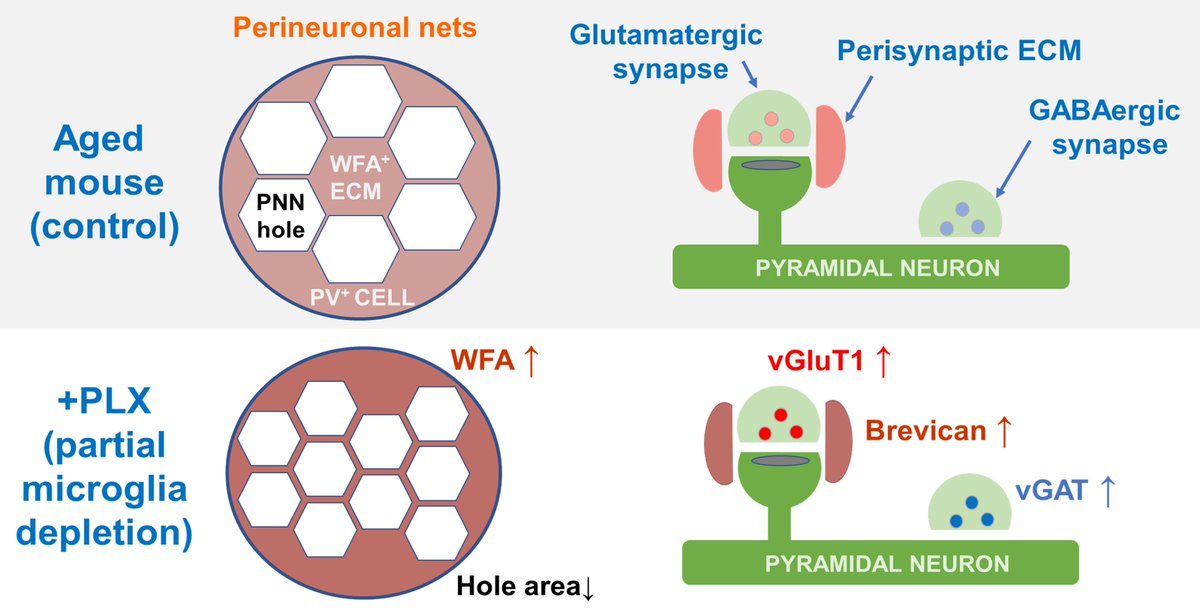 A new study from our group is online: Partial microglial depletion improves synaptic plasticity and cognitive performance in aged mice sciencedirect.com/science/articl…