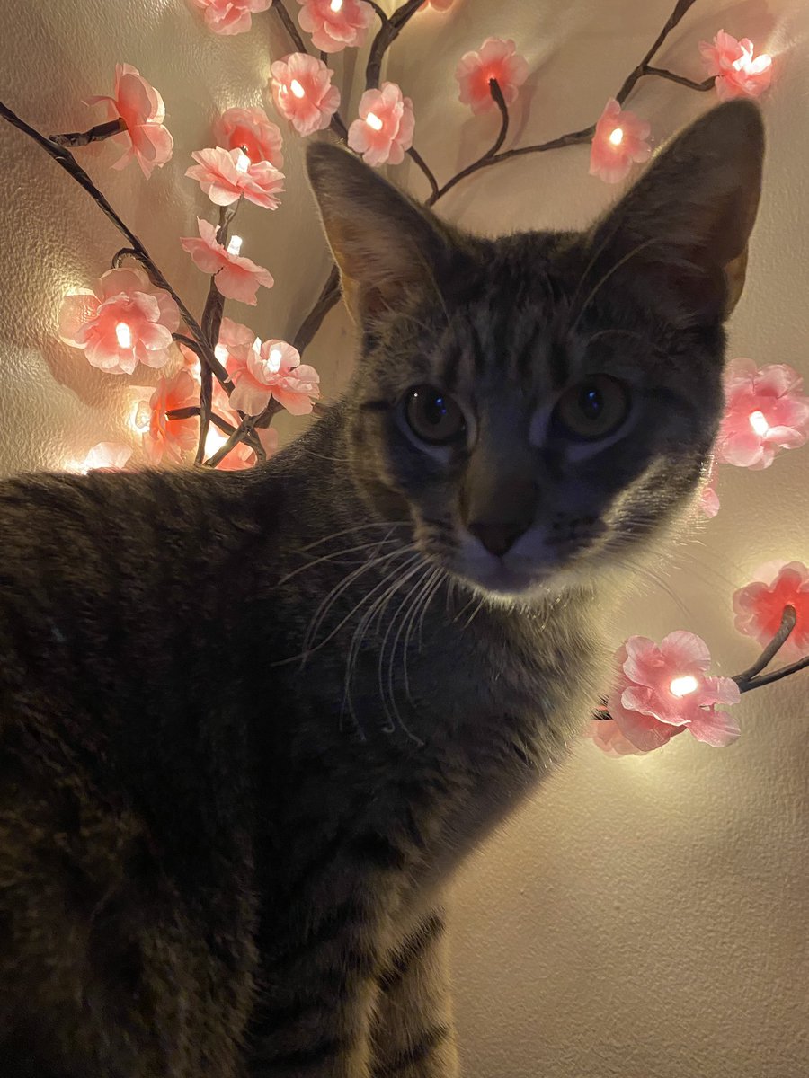 Guchu02's tweet photo. Wonton blessing your feed today https://t.co/T4kRVOawoF