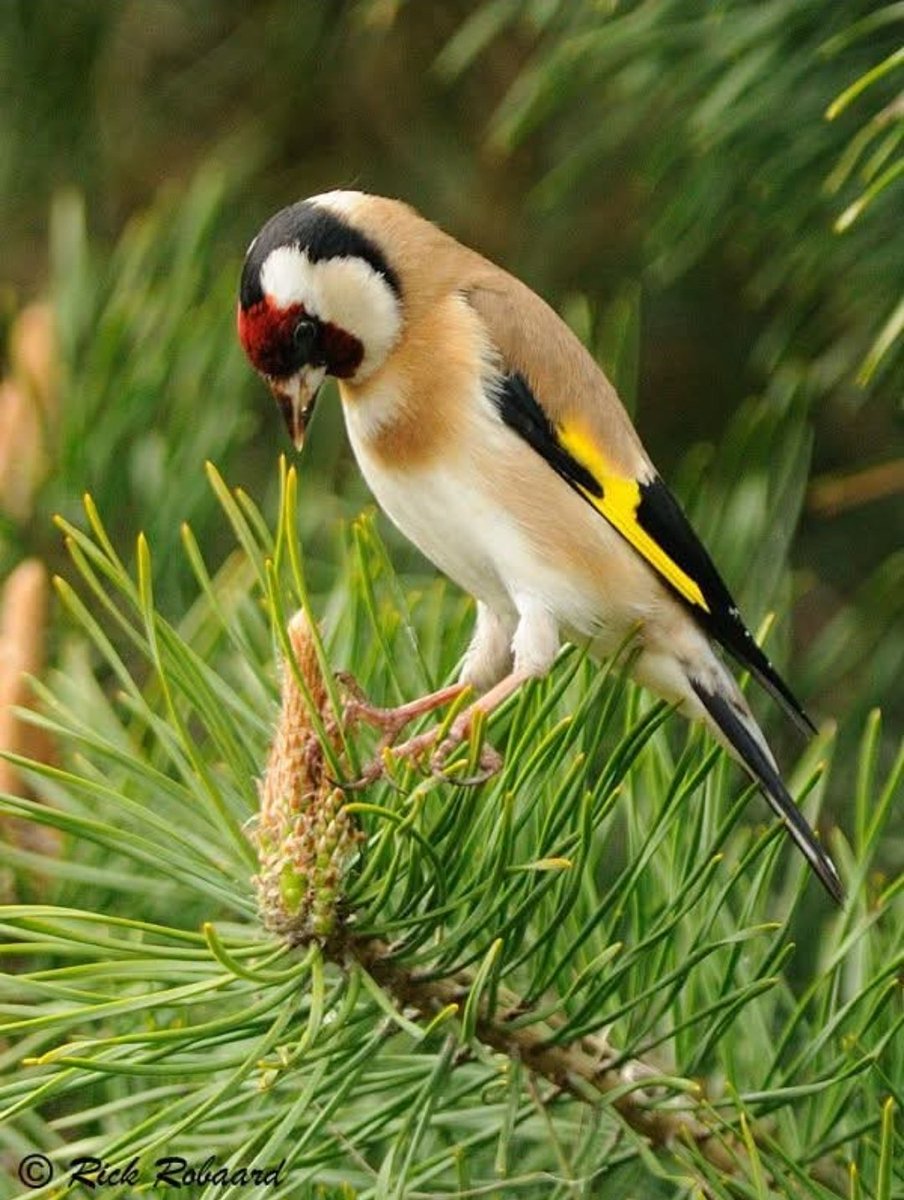 DeKikker72's tweet image. #FebruariVogelMaand #Putter