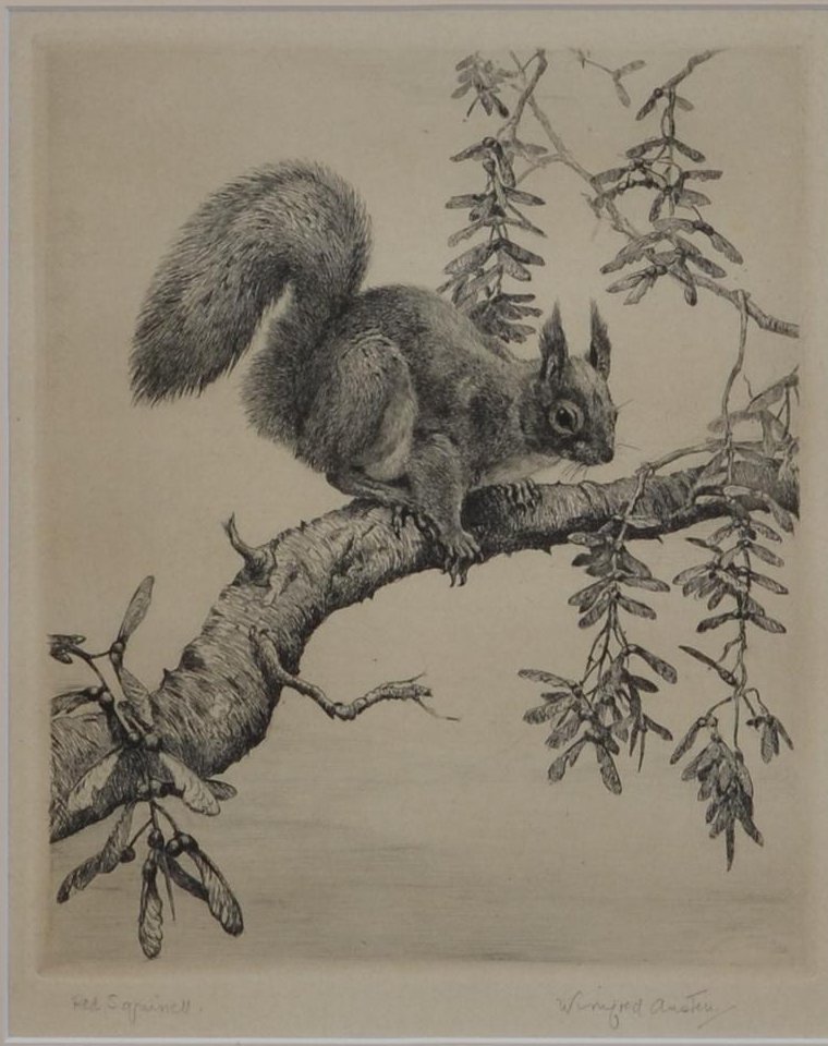HowgillTFA's tweet photo. Working on some new pictures today - photographing &amp; writing about them - &amp; now  relaxing with exquisite etching by Winifred Austen. Such an intimate view of the elusive &amp; rare red squirrel affords a quiet delight. Austen etched the plates herself &amp; kept printing press in kitchen https://t.co/pV2sMGERfg