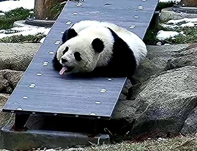 rosebeck41's tweet image. Sleeping cutie, weekend snoozles. 😴❤️ @qingbaopandadc @BaoLiPanda @pinkypanda0823 @DCPandaCub4 @BeiBeiPanda3 @GrandMeiXiang @tiantianpanda97 @dou_ban @goobearCTJ #pandastory
