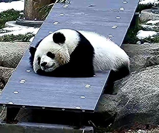 rosebeck41's tweet image. Sleeping cutie, weekend snoozles. 😴❤️ @qingbaopandadc @BaoLiPanda @pinkypanda0823 @DCPandaCub4 @BeiBeiPanda3 @GrandMeiXiang @tiantianpanda97 @dou_ban @goobearCTJ #pandastory