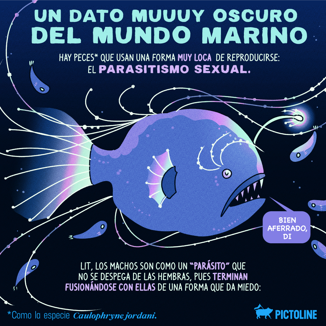 pictoline's tweet photo. 🌊 El mundo marino tiene cosas muy darks, como el parasitismo que usan algunos peces para reproducirse 🐟 🐟

#Pez #ParasitismoMarino #CaulophryneJordani #CuriosidadesMarinas #VidaMarina #MarProfundo #Pictoline https://t.co/BYdSYRDT1m