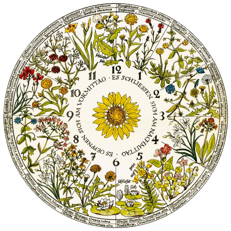 Linnaeus's flower clock is a fascinating and historical concept created by the Swedish botanist Carl Linnaeus in the 18th century. 

In 1751, Linnaeus designed a flower clock as a way to show how different flowers bloom at specific times of the day, thus creating a living "clock"