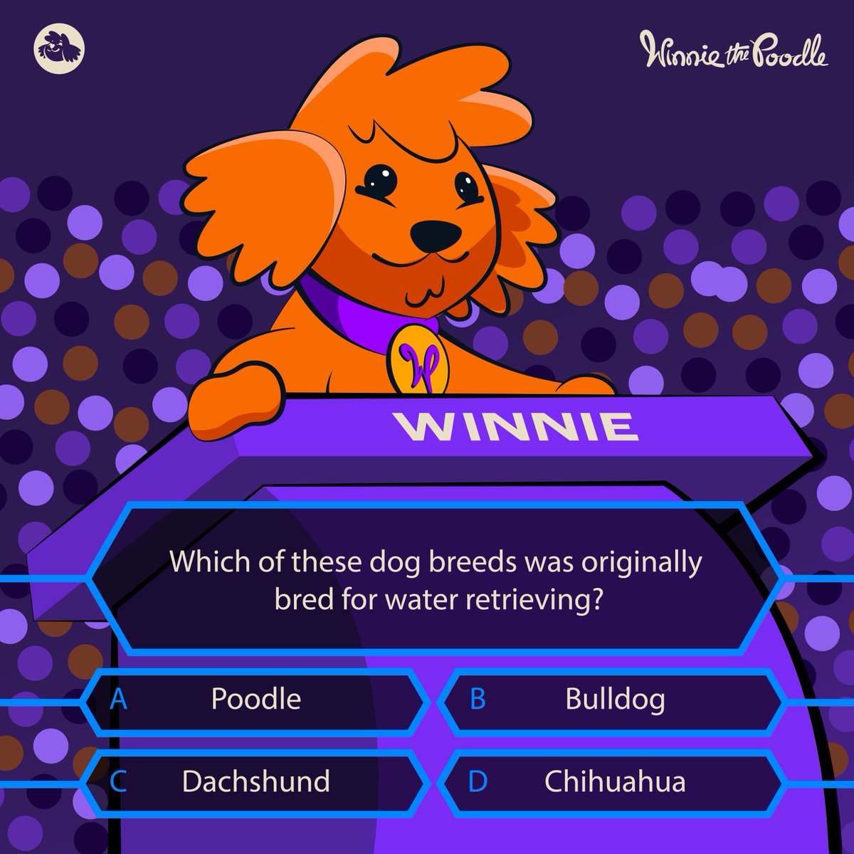 Winnie The Poodle tweet media