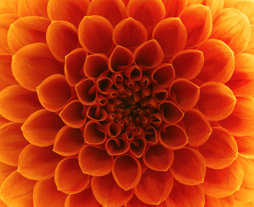 BethFratesMD's tweet image. “Politeness is the flower of humanity.” – Joseph Joubert 💐

#Manners #Kindness #BeKind #GiftKindness #MindBody