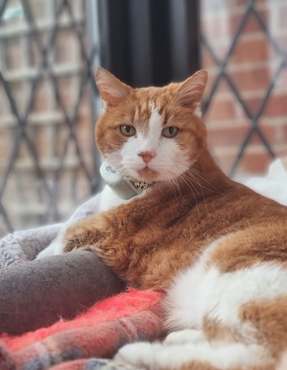 Grandmeowster Charlie the Chess Cat βπ (@charliechesscat) on Twitter photo We are saddened to let Charlie's friends know that he peacefully crossed the rainbow bridge at home this morning after a very short illness. 
Charlie had a long, wonderful life. He will be very much missed by many π§‘ We are saddened to let Charlie's friends know that he peacefully crossed the rainbow bridge at home this morning after a very short illness. 
Charlie had a long, wonderful life. He will be very much missed by many π§‘