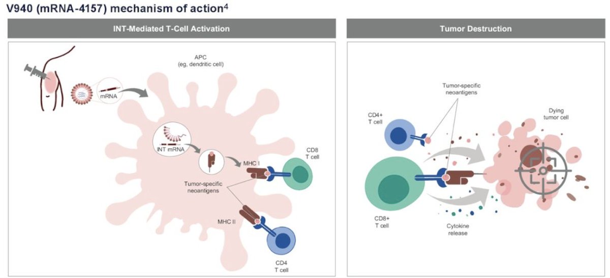 urotoday's tweet image. #INTerpath-004: A Phase 2, Randomized, Double-Blind Study of Adjuvant Pembrolizumab (Pembro) With V940 (mRNA-4157) or Placebo for #RCC. Presentation by @motzermd @MSKCancerCenter. #GU25 written coverage by @chavarriagaj &amp;gt; bit.ly/4hEKdCf
