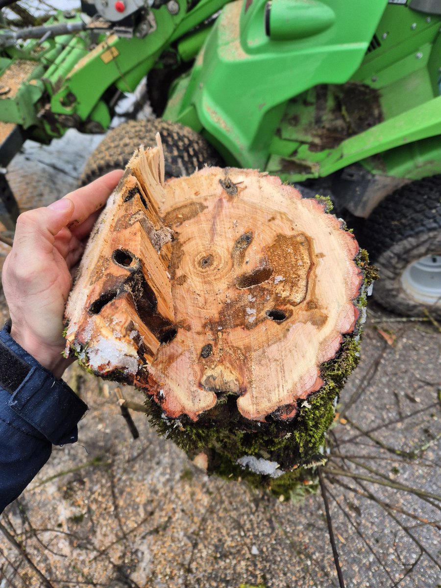 KSgreenkeeper's tweet photo. Lukas und René haben den größten Teil der Weide neben dem Schild des Golfclubs gefällt. Sie war leider vom Weidenbohrer befallen, so dass es nicht mehr sicher war, dort zu bleiben. #greenkeepingkassel #greenkeeping  #Kassel #teamwork #golfclubkassel @LukasDittmann4 @DamrowLucas https://t.co/UjiXsMM8Zg