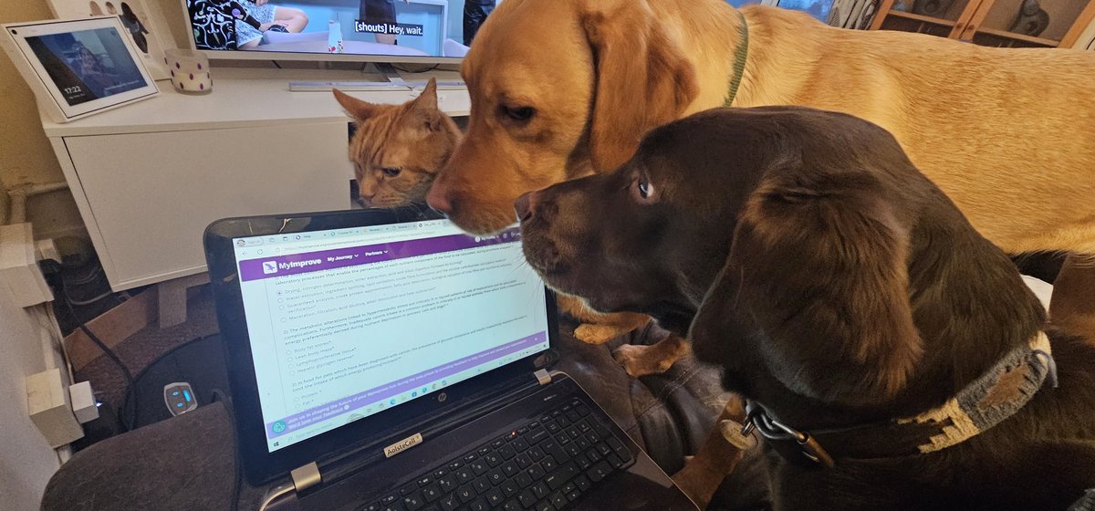 DibbyH's tweet photo. Currently trying to do some study towards my Nursing Certificate in Small Animal Nutrition, and I appear to have 3 very engaged study buddies.......😅

#RVN #CPD #study #learning #catsanddogs #tellusmore #wereallears #tellusmore #welovefood #pets #dogs #cats https://t.co/KxZuW40elc