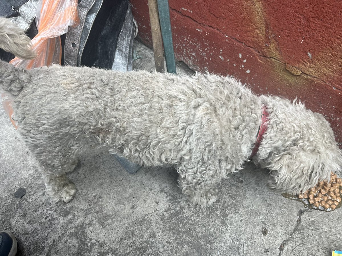 Chillin0211's tweet photo. @TlalpanVecinos Hola, por favor podrían publicar, acabo de ver un perrito pequeño blanco con collar rojo sin placa, esta por las carnicerías Comcarde en volcanes https://t.co/U8xX4MuhSL