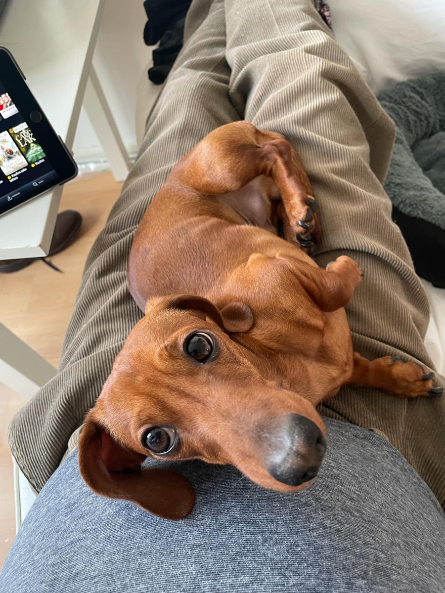 This is Jim, the furry kid from our neighbor's house. I am his best playmate. He must be here to compete with me for the delicious dinner🤡