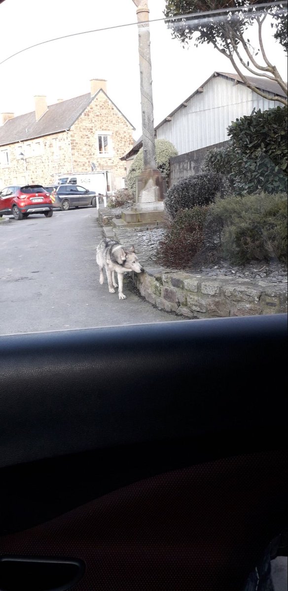 Bacchusb35's tweet photo. @LeTelegramme Rencontre incroyable ! 😮Je viens de le croiser🐺 vers 17h dans le centre du Vivier-sur-Mer dans la baie du Mont-Saint-Michel....😲
Les gendarmes étaient en train de le suivre...
https://t.co/GYQIt8s9AX https://t.co/vtT7H7GLLS