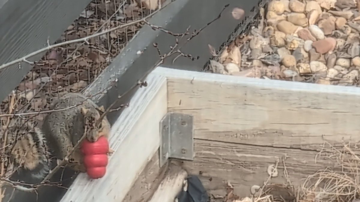 Cannibal Cervine tweet media