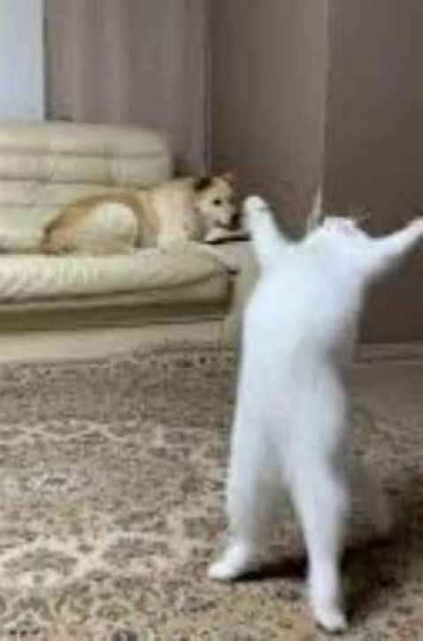 anime_shots's tweet image. Same energy