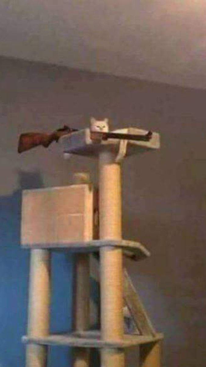 nighthawk tweet media