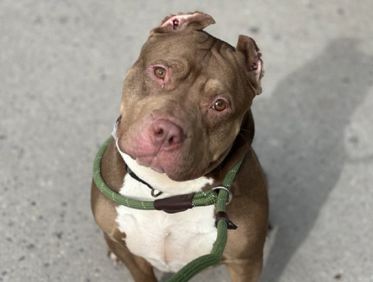notthesameone2's tweet photo. 🚨 Last call for 3-y/o Tepig, now under kill command. Found as a stray, brought in by police mid Jan. Listed b/c still fearful/ panting &amp; looking for exits out of scary shelter. Neutered, wiggly &amp; cooperative, has been on walks. Earned 2nd best behavior rating. https://t.co/FgllqSGEZ6