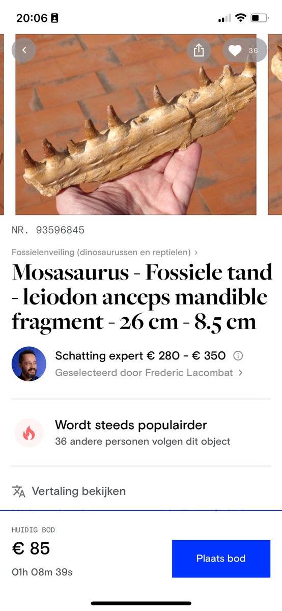 Fossieltweet's tweet photo. Zeker geen unieke vondst, @vrtnws 

“Franse douane ontdekt 9 dinosaurustanden in vrachtwagen”
https://t.co/WkxoXNAyy4 

Worden overal massaal verkocht. Te verkrijgen vanaf enkele tientallen euro’s. Cfr screenshots ad hoc veiling die nu loopt. Heb er zelf ook zo’n paar liggen. https://t.co/dl5IzRtrlA