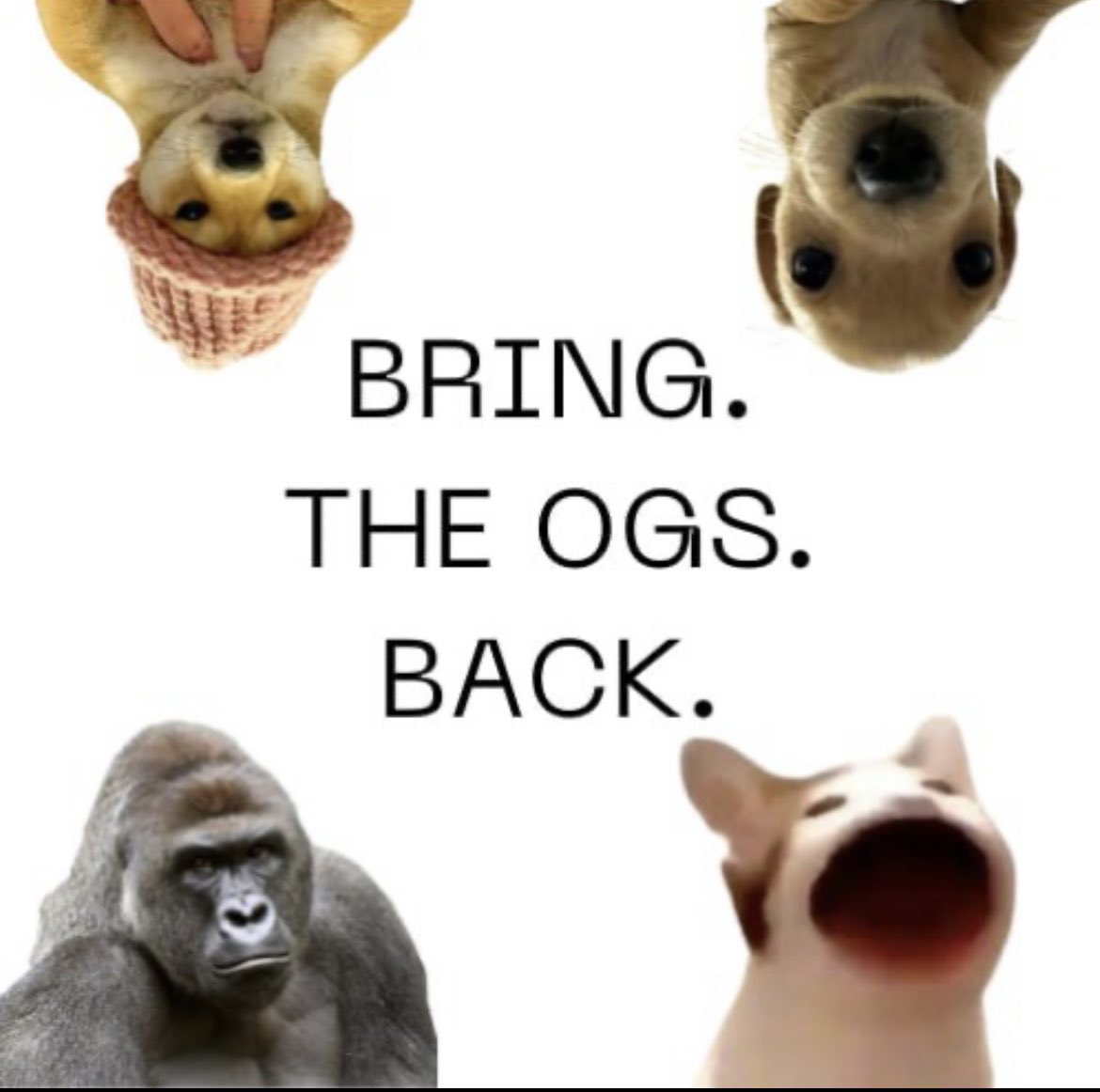 WooOp2828's tweet image. The ticker is $BACK 

BRING BACK THE OGS 

Hdt4Mzq4WyxM6EUAag3oQCwnAtqQXcsgE57CLVH6pump