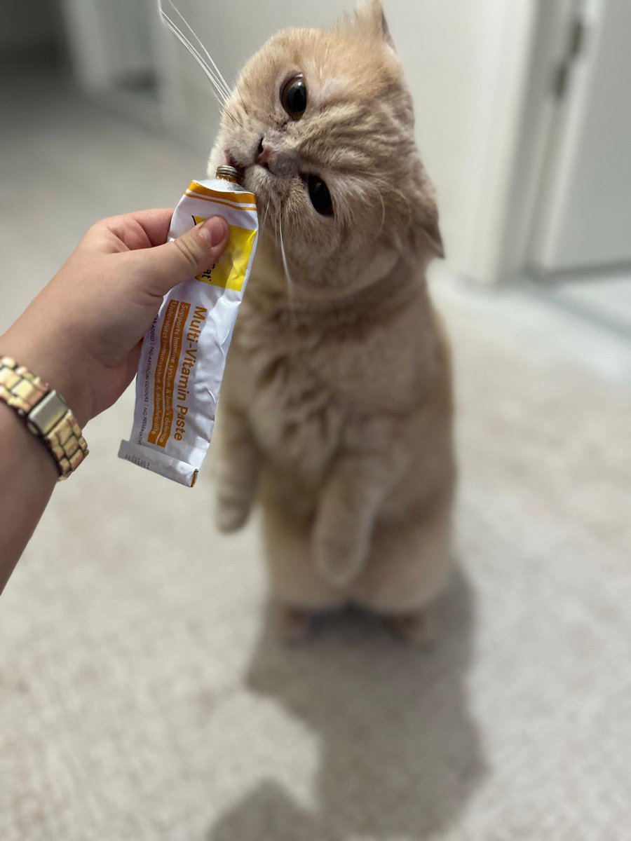 CatFamily3509's tweet photo. Tatlı oğlum benim https://t.co/XkKLTS9HBP