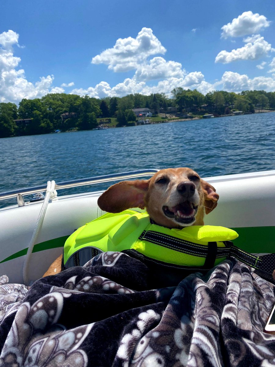 In the last 6 years, we have gone from:
2 dogs to 3 dogs to 4 dogs to 3 dogs to 4 dogs to 3 dogs and now, as of today, back to 2 dogs. Worst part of owning furry friends is they don’t live as long as us. ❤️‍🩹 Rest in Peace Daisy Mae.