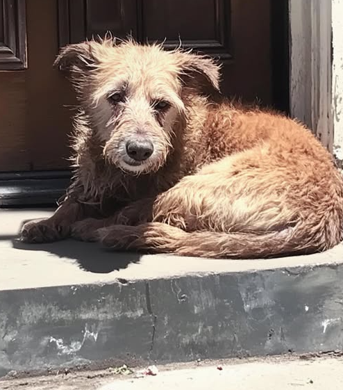 Dog Lovers tweet media