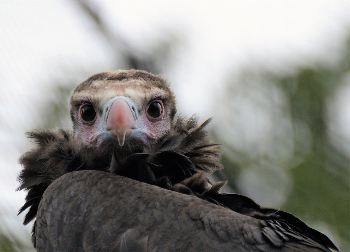 AnnemiekesArt's tweet photo. Juvenile White-headed vulture.
#trigonocepsoccipitalis
#lovevultures
#criticallyendangered https://t.co/ysOwAwJRxJ