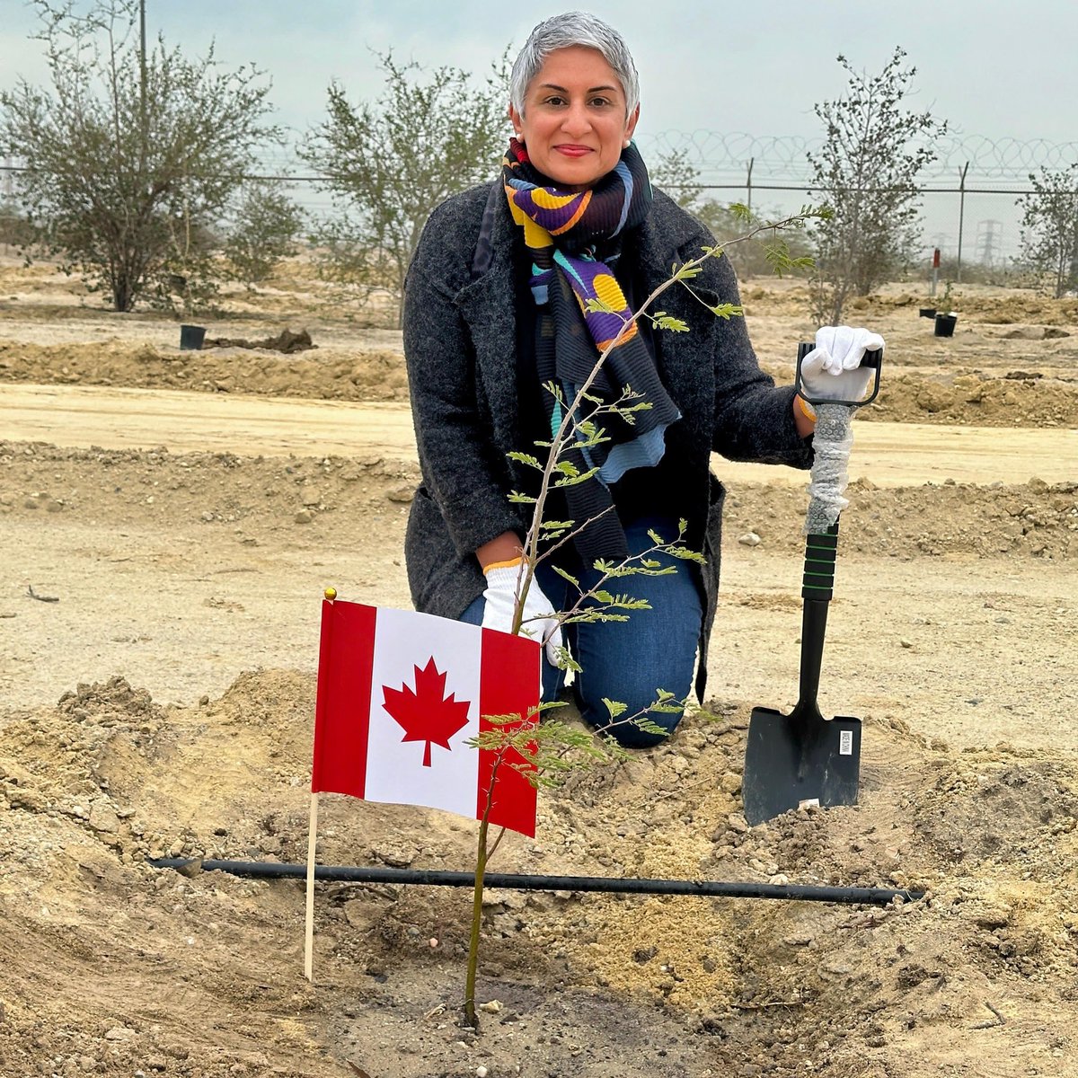 Proudly #Canadian! To celebrate 60 years of our beautiful #FlagOfCanada! I  joined <a href="/UNHabitatGCC/">UN Habitat-GCC</a>
<a href="/MOFAKuwait/">وزارة الخارجية</a> &amp; diplomat colleagues for an environment day to plant a tree for #Canada!  Fière d’être canadienne! Quelle belle façon de célébrer la journée du drapeau national du 🇨🇦!