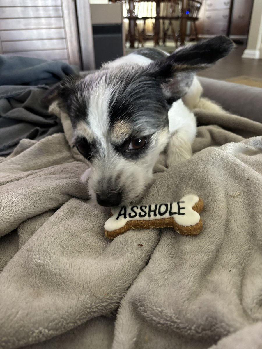 MrsCouture217's tweet photo. A perfect dog treat was never…..oh wait https://t.co/EZzRdxnlIG