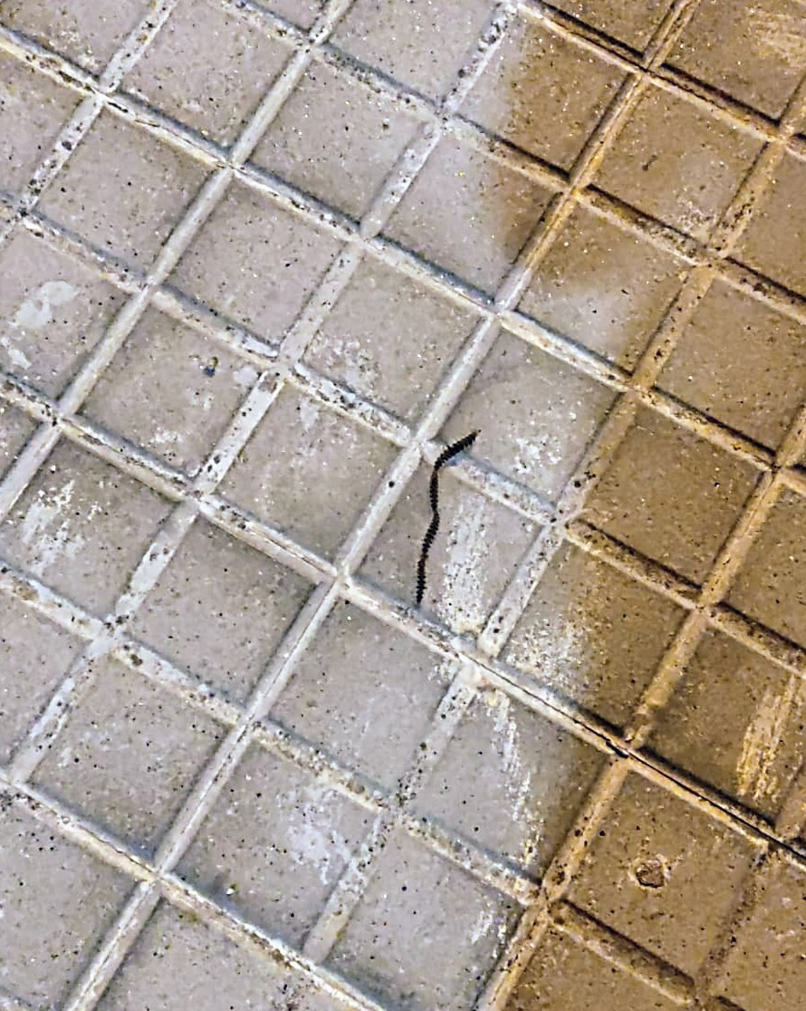 areagossosbdn's tweet image. ⚠️AVISO PROCESIONARIA⚠️
 Nos pasan aviso de presencia de oruga procesionaria en dos nuevas ubicaciones en #Badalona.
📷 1 y 2 entrada Parc del turó d'en Carigt #Sistrells
📷 3 y 4 C/ Jacint Verdaguer (Junto masia Ca l'Andal) #Bufalá
@MediambientBDN
@soniaegea1
📣📣📣