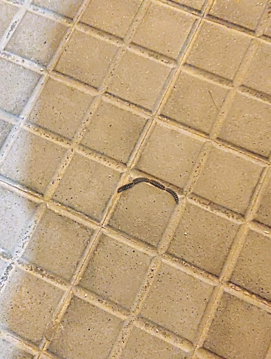 areagossosbdn's tweet image. ⚠️AVISO PROCESIONARIA⚠️
 Nos pasan aviso de presencia de oruga procesionaria en dos nuevas ubicaciones en #Badalona.
📷 1 y 2 entrada Parc del turó d'en Carigt #Sistrells
📷 3 y 4 C/ Jacint Verdaguer (Junto masia Ca l'Andal) #Bufalá
@MediambientBDN
@soniaegea1
📣📣📣