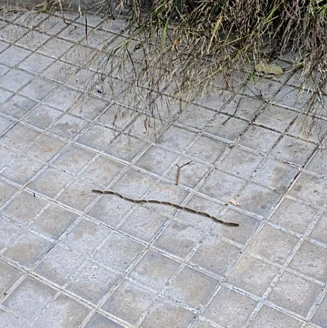 areagossosbdn's tweet image. ⚠️AVISO PROCESIONARIA⚠️
 Nos pasan aviso de presencia de oruga procesionaria en dos nuevas ubicaciones en #Badalona.
📷 1 y 2 entrada Parc del turó d'en Carigt #Sistrells
📷 3 y 4 C/ Jacint Verdaguer (Junto masia Ca l'Andal) #Bufalá
@MediambientBDN
@soniaegea1
📣📣📣