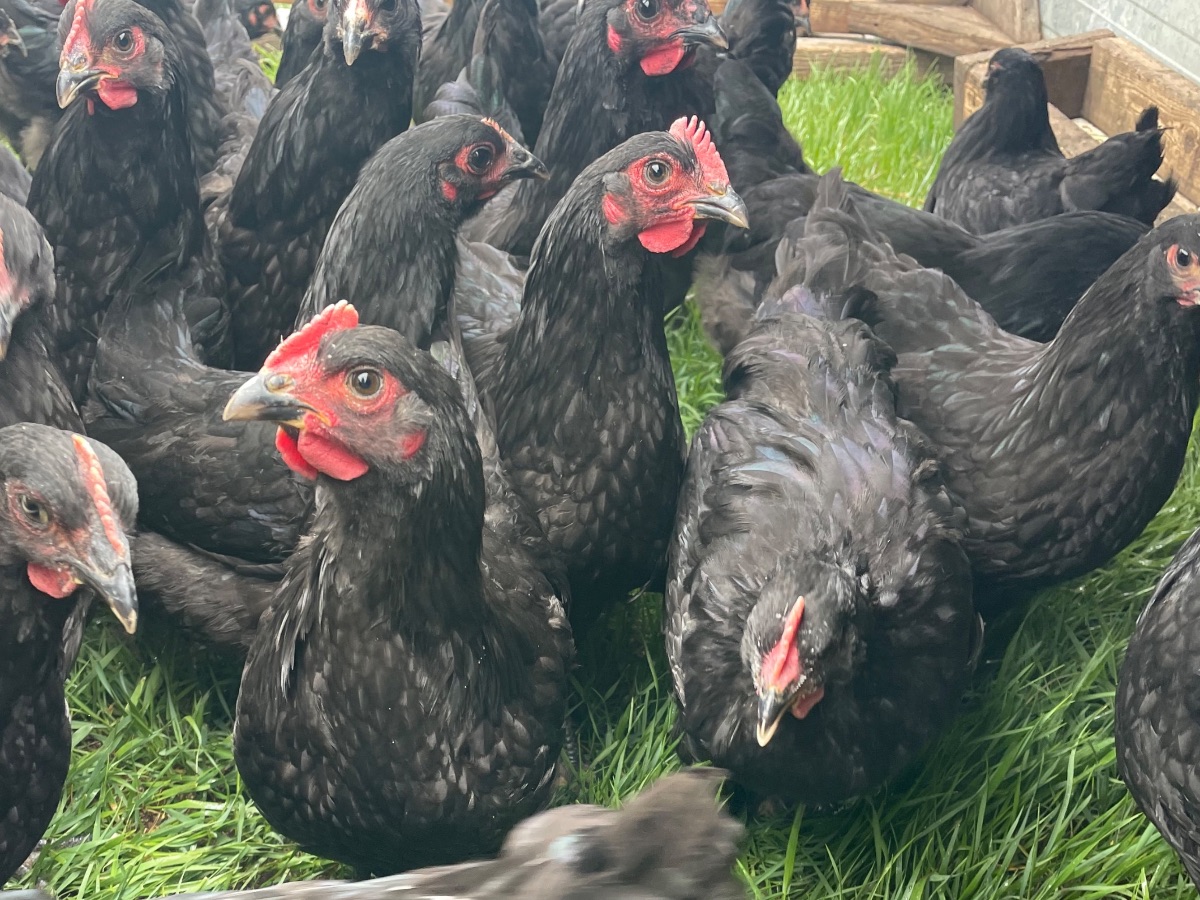 New delivery date - mailchi.mp/38695917dc8e/n… Check it out!