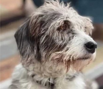 millypod1's tweet photo. WICKET HOME SAFE. THANKS FOR RT's 😊🐕🐾
🆘13 FEB 2025 #Lost WICKET #ScanMe #Tagged
OLDER Black, White /Greying Cross Breed Male #Mytchett nr to The Kingfisher on the Quay #Camberly #Surrey #GU16
https://t.co/FltUB5DwZZ https://t.co/6ZzCftkDUF