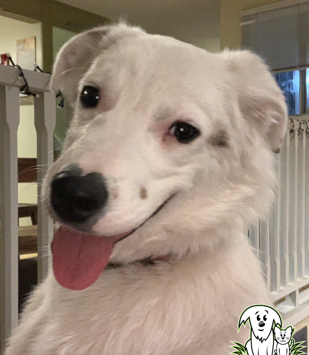 We love our AARCS community! ❤️❤️❤️❤️
Yesterday, we raised over $12,000 for animals like Icelyn. 🐾
Every dollar was MATCHED thanks to the generosity of Heather Waddell Real Estate! That means twice the impact for animals who need us most. 🥹💕

#ThankYou #RescueLove #AARCS