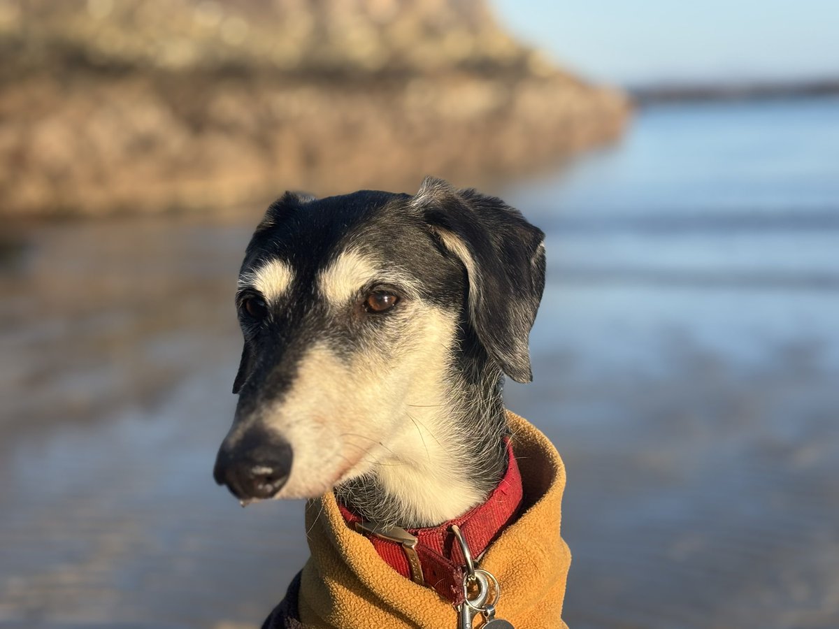 Wilf the amazing Rescue Saluki tweet media