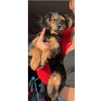 millypod1's tweet photo. 🆘15 FEB 2025 #Lost TEDDY #ScanMe
Black & Brown Chihuahua Cross #PUPPY Male
#Westgate area #Canterbury #Kent #CT2
He escaped from our back garden. PLEASE SHARE.
https://t.co/6tvvhLkUaN https://t.co/v0vuUOVy1B