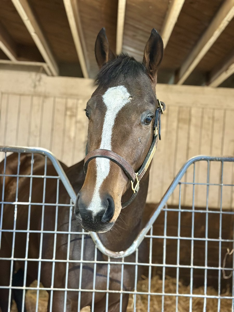 ItstheJHo's tweet photo. Went to visit my 2YO #MDBred #VACertified Twirling Candy colt this morning at @BallyerinRacing. Love seeing all the progress he’s made since I bought him last October at @FasigTiptonCo Midlantic Sale. https://t.co/AGI6RX9WXh