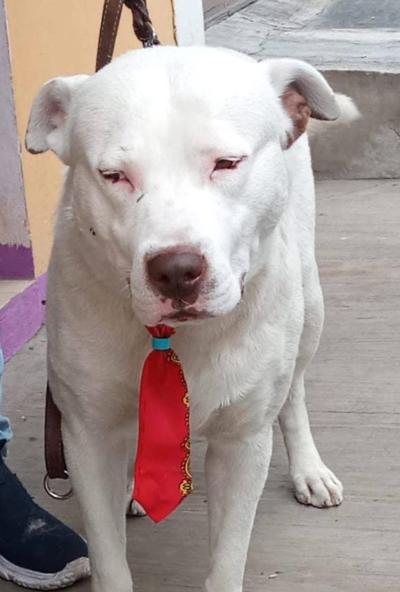 Les presento a Delta. Macho, 2 años, esterilizado. Convive perfecto con otros perritos y es muy inteligente. Lo pusieron muy guapo para sus fotos ❤️ Está en CDMX. Interesados en darle una oportunidad mandar mensaje al 5529503052. Ayúdennos  a que conozca una familia 🙌🏻