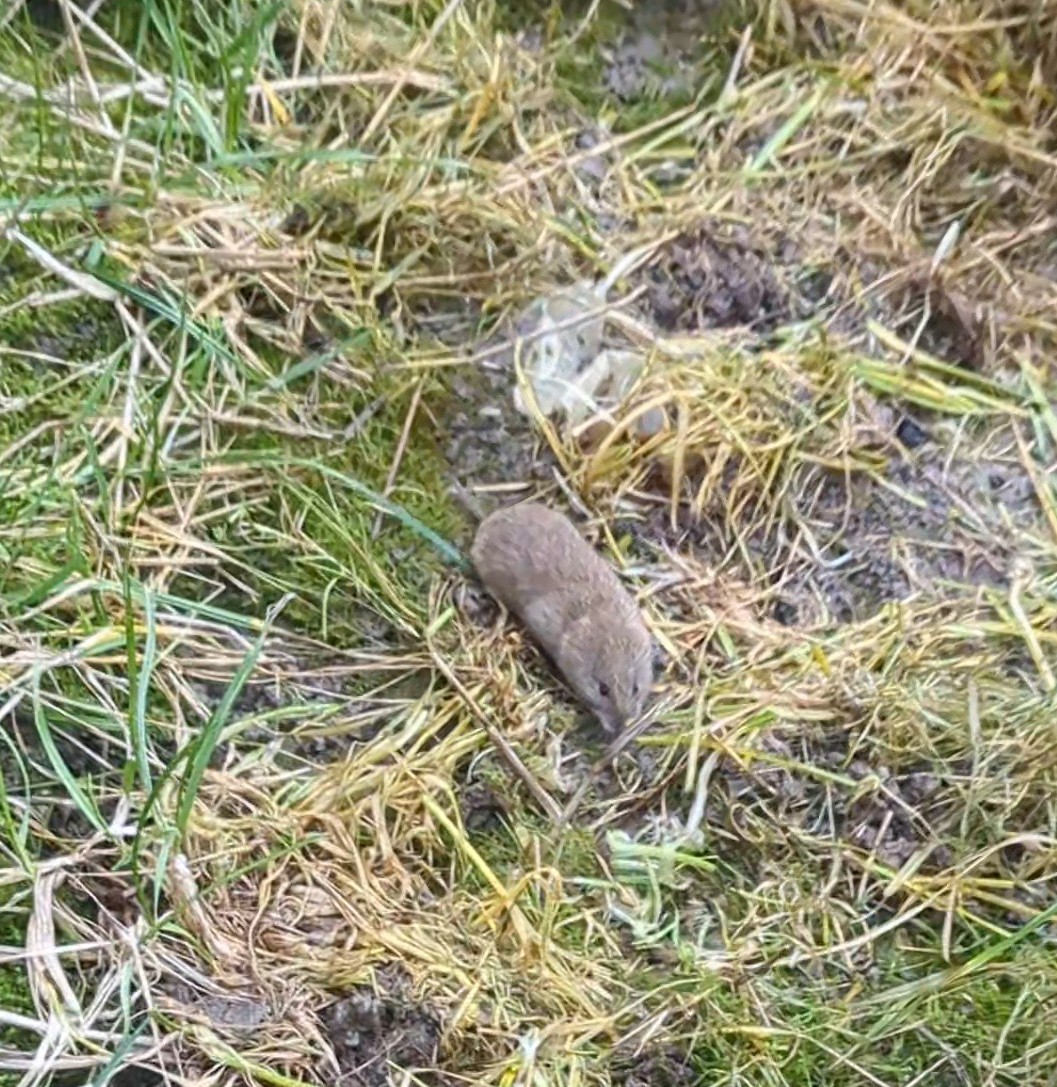 ❤️ a water vole!