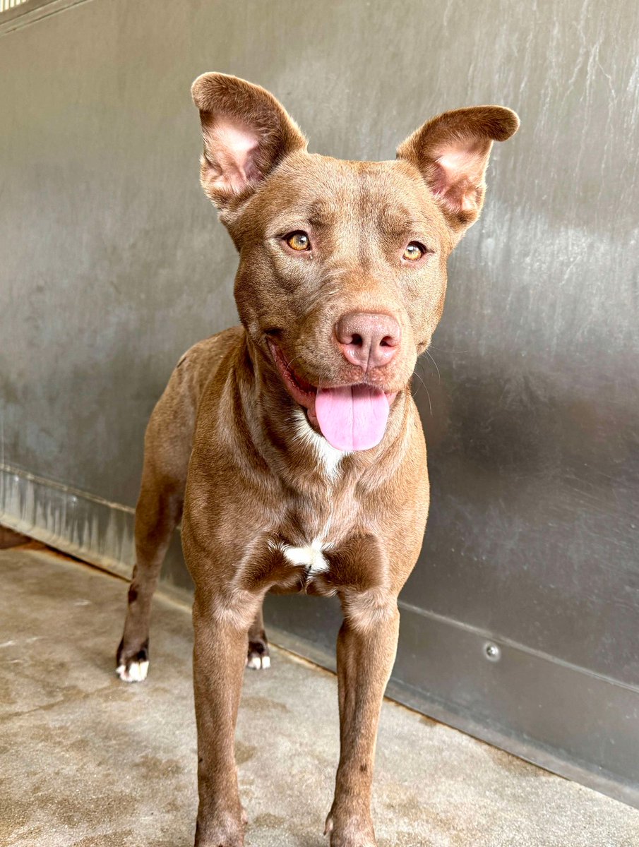 TomJumboGrumbo's tweet photo. Another stunning dog who's been "pending euthanasia" for so long, we're desperate to get her out of there! Marjorie #A567188 is just 2 years old and is scheduled TBK for her length of stay. That's not a valid reason and she needs some help and a boost. Please help us do that: repost/share and pledge if you're able, email keitholbermanndogs@gmail.com if you can help her. Thank you.
https://t.co/5ANwPiWQDY
https://t.co/nSIxRdMZwu