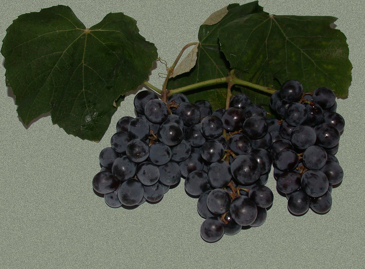 DjemiliMdjemili's tweet photo. La variedad negra #Isabelle también llamada uva #frambuesa o uva #grosella negra es la más común

El tronco tiene semillas pequeñas su piel es pequeña y le falta poco para madurar 🍇

Isabelle es una variedad de colores negro y rosa de origen 🇺🇲 Americano
Yo #bro!
@BelsaNakkai 😎 https://t.co/iYXFBv5QVG