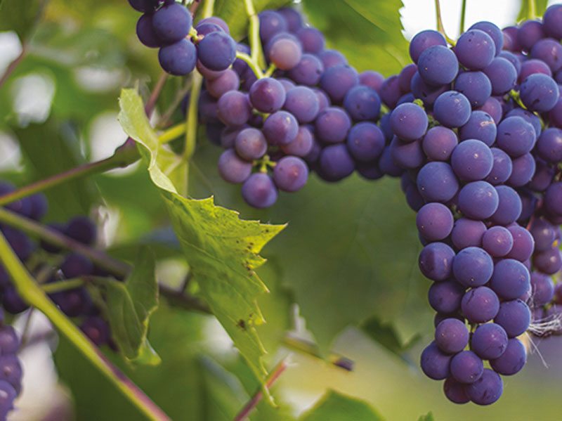 DjemiliMdjemili's tweet photo. La variedad negra #Isabelle también llamada uva #frambuesa o uva #grosella negra es la más común

El tronco tiene semillas pequeñas su piel es pequeña y le falta poco para madurar 🍇

Isabelle es una variedad de colores negro y rosa de origen 🇺🇲 Americano
Yo #bro!
@BelsaNakkai 😎 https://t.co/iYXFBv5QVG